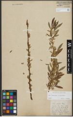 Foto von Salix triandra L. x Salix viminalis L.